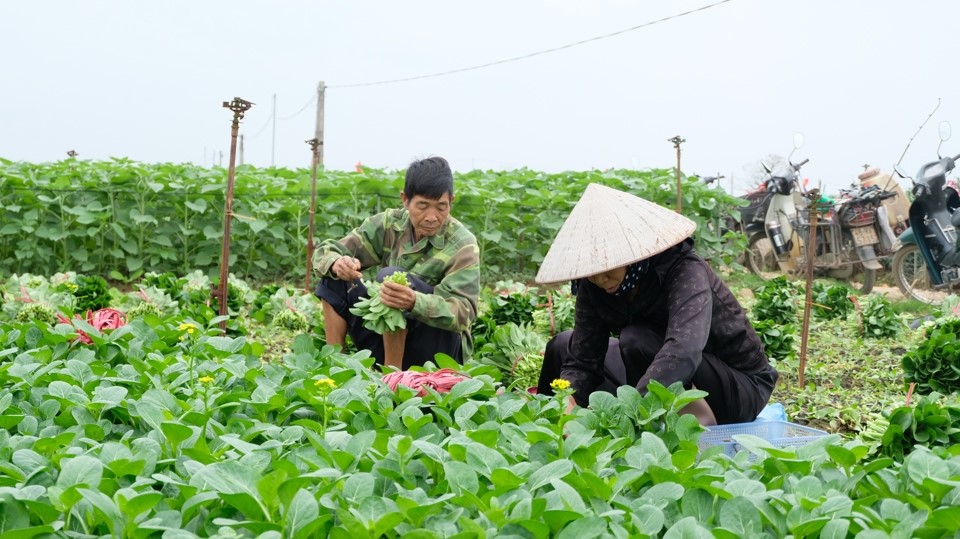 ha-noi-tang-dien-tich-san-xuat-bao-dam-nguon-cung-nong-san-tet-at-ty