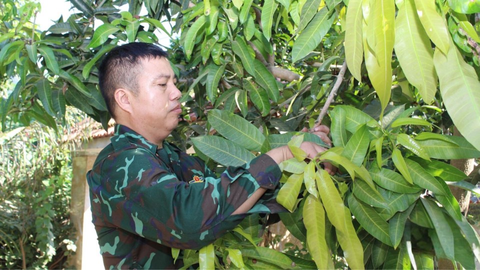 son-la-chu-trong-phat-trien-thuong-hieu-xoai-muong-la