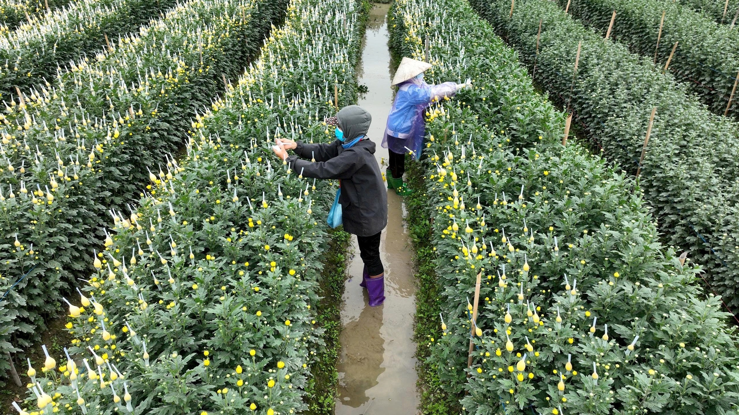 dan-phuong-khoi-thong-nguon-luc-dat-dai-hinh-thanh-nhung-canh-dong-vang
