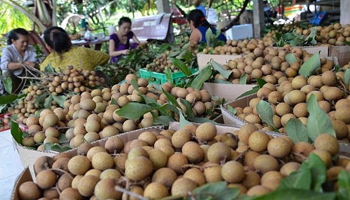 ha-noi-phat-trien-cac-vung-cay-an-qua-gia-tri-cao