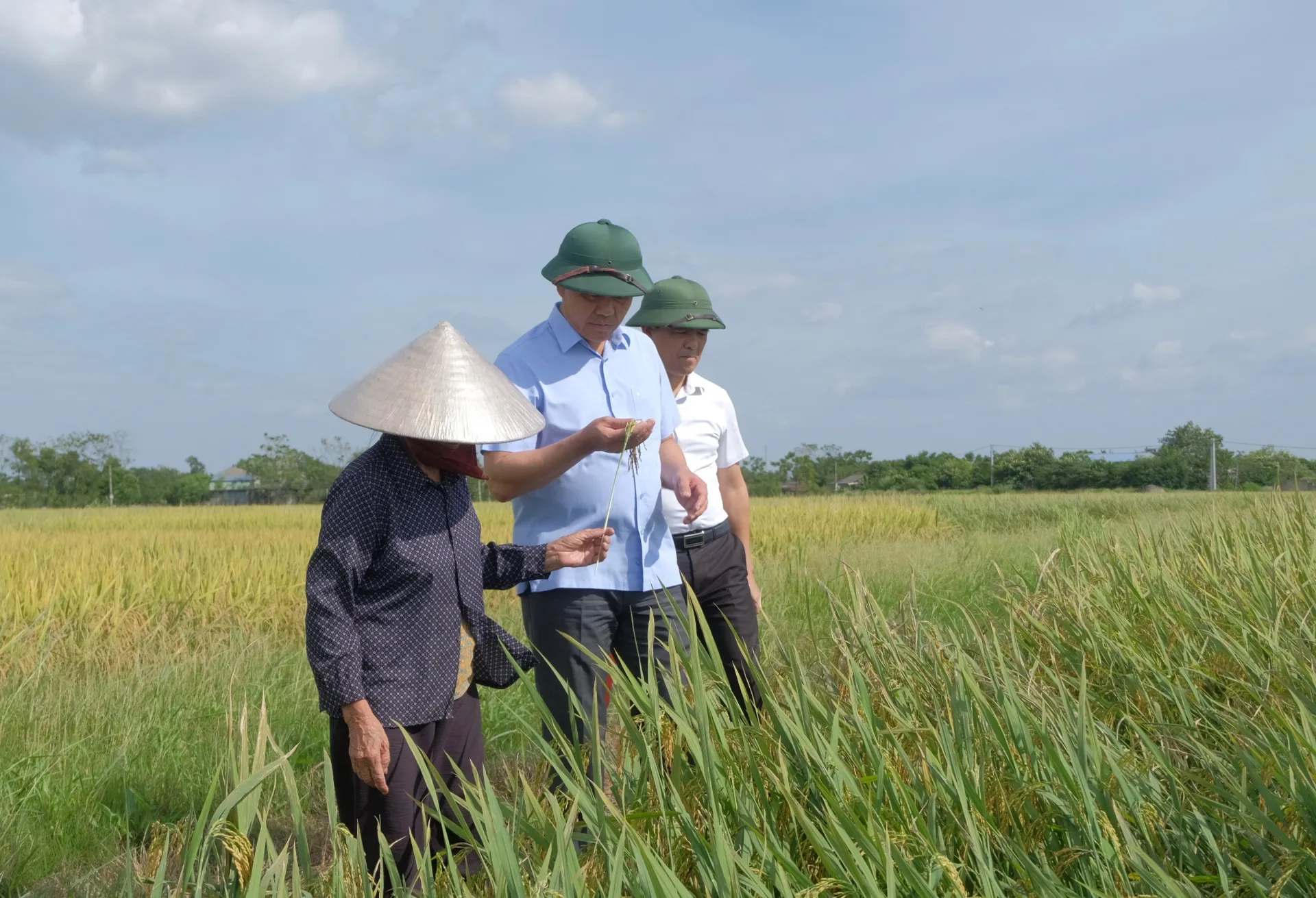 giam-doc-so-nn-mt-ha-noi-tap-trung-thu-hoach-lua-mua-theo-phuong-cham-xanh-nha-hon-gia-dong
