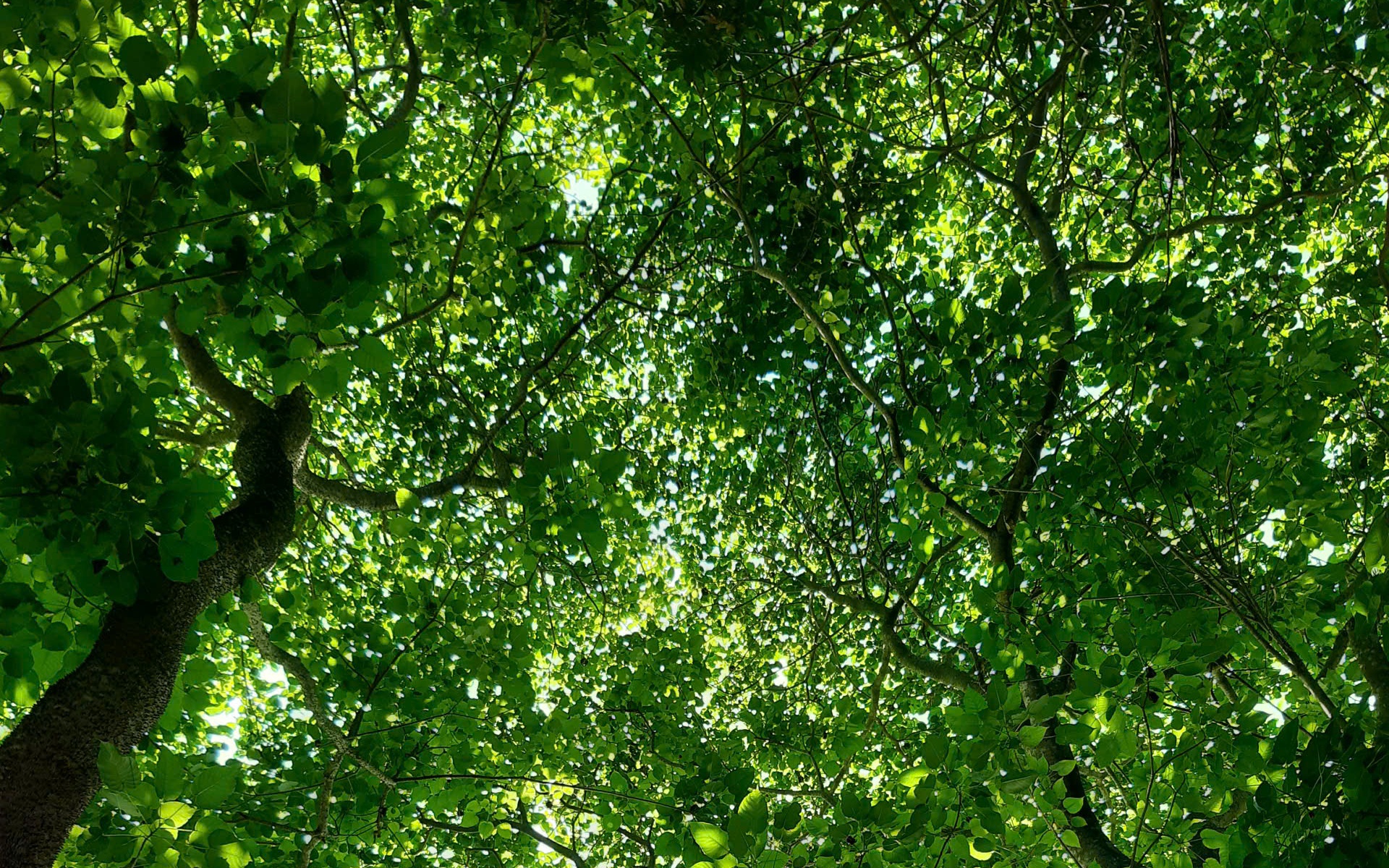 to-chuc-tet-trong-cay-xuan-binh-ngo-tang-cuong-cong-tac-quan-ly-bao-ve-va-phat-trien-rung