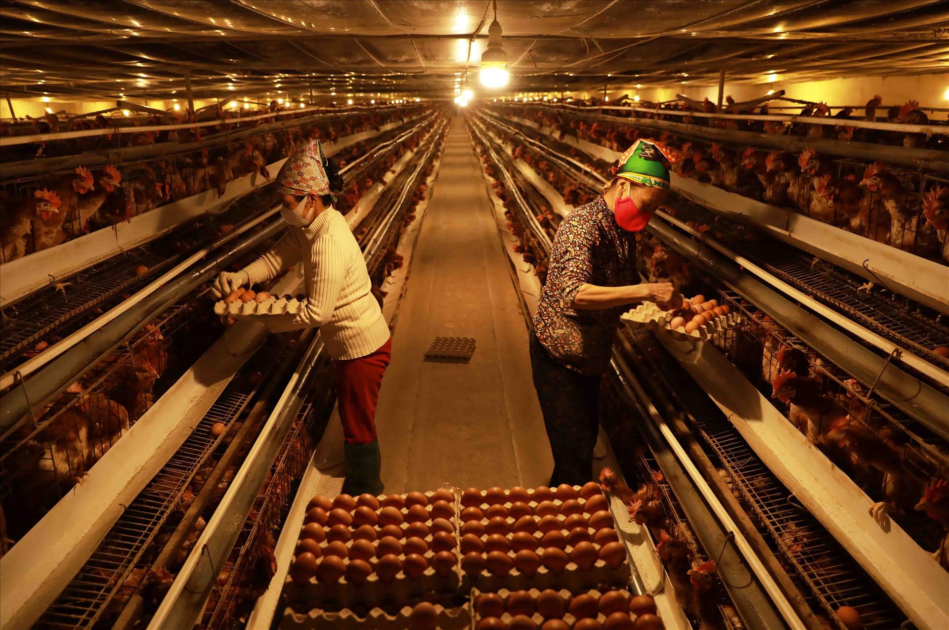 ha-noi-phat-trien-chuoi-trang-trai-an-toan-gop-phan-nang-tam-nong-san-thu-do