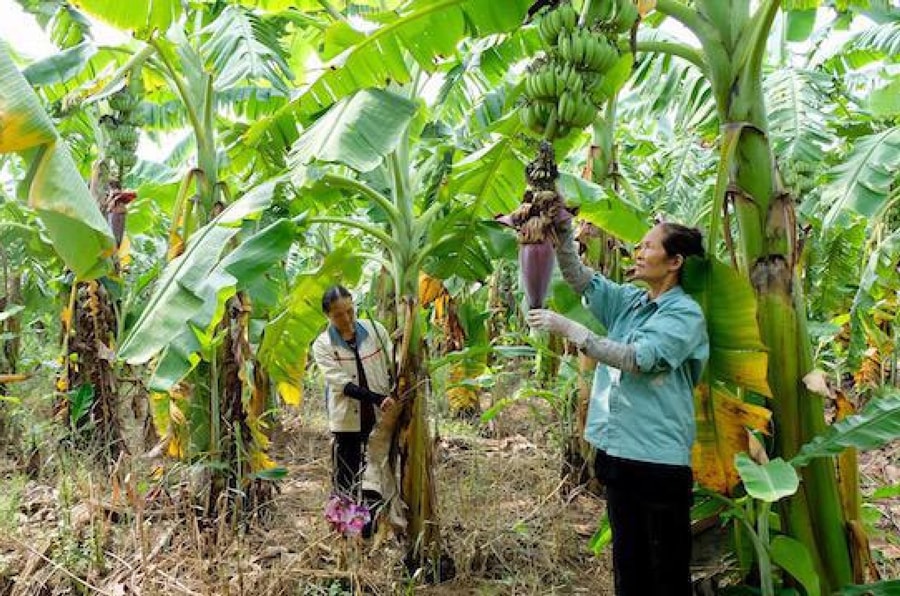 ma-so-vung-trong-nen-tang-cho-nong-nghiep-ben-vung