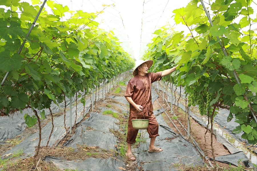 ha-noi-hinh-thanh-nhung-vung-nong-nghiep-trieu-do