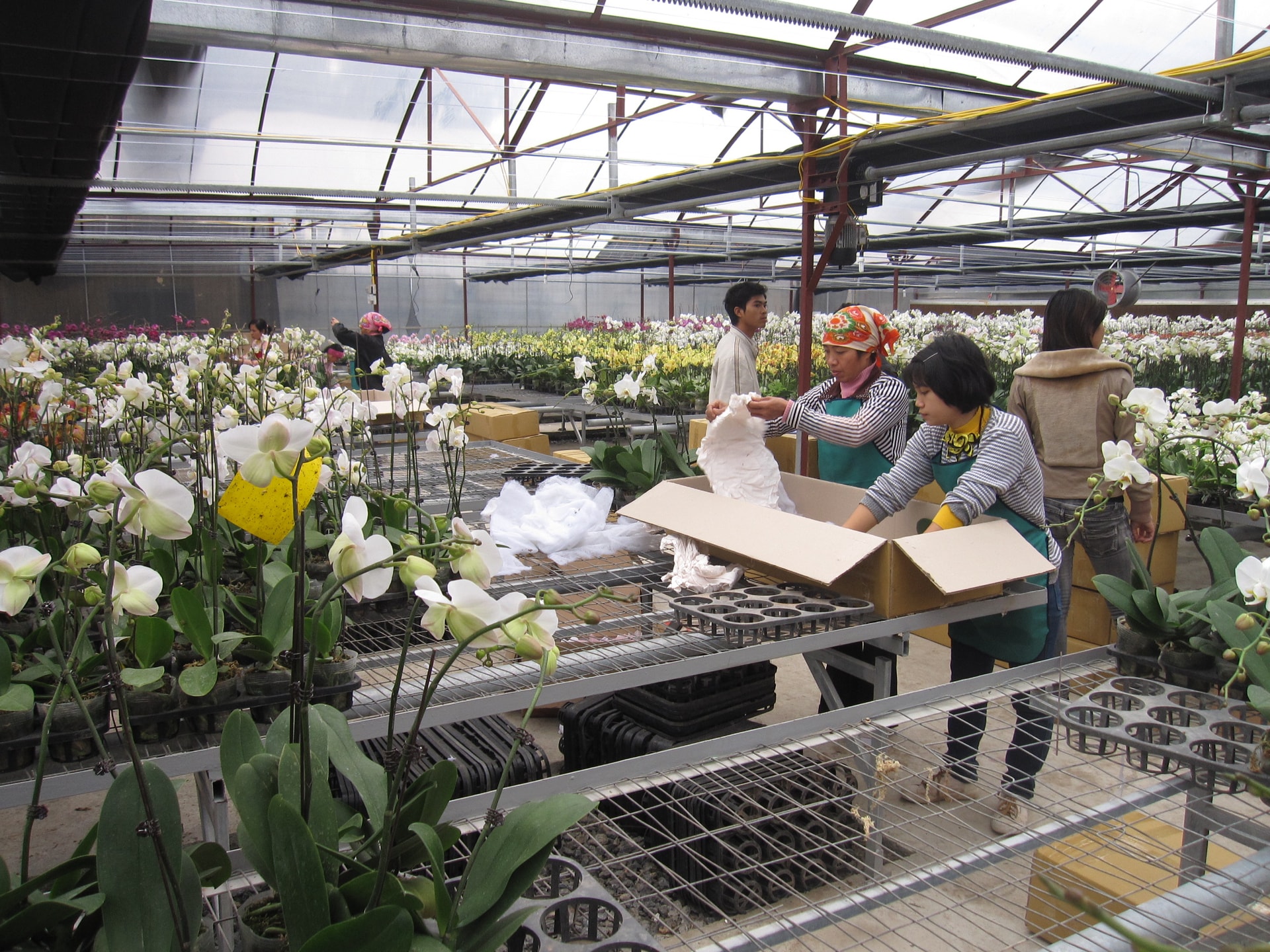 ha-noi-trien-khai-quy-dinh-ve-xay-dung-tai-vung-nong-nghiep-tap-trung