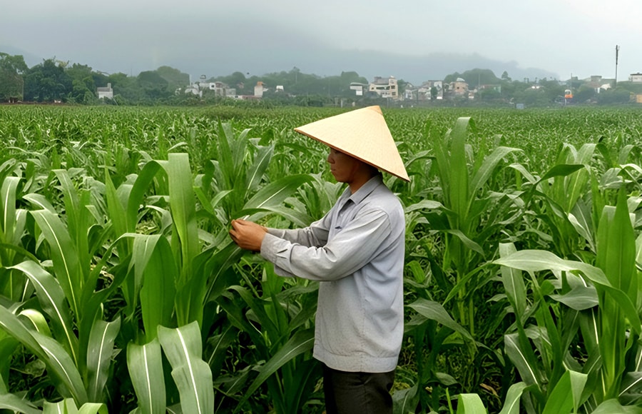 nong-dan-yen-xuan-thuc-hien-nhieu-mo-hinh-san-xuat-hieu-qua