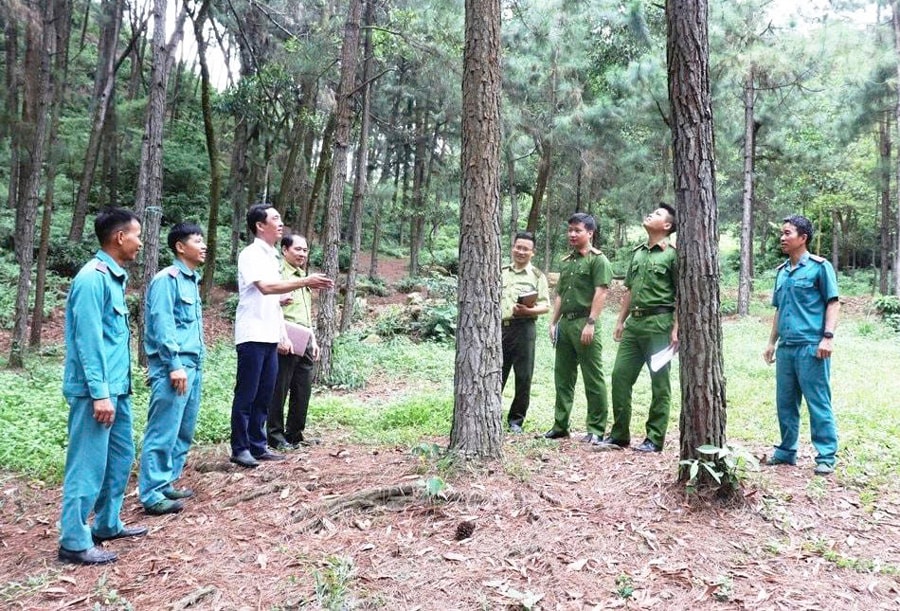 ha-noi-huy-dong-nguon-luc-de-bao-ve-rung