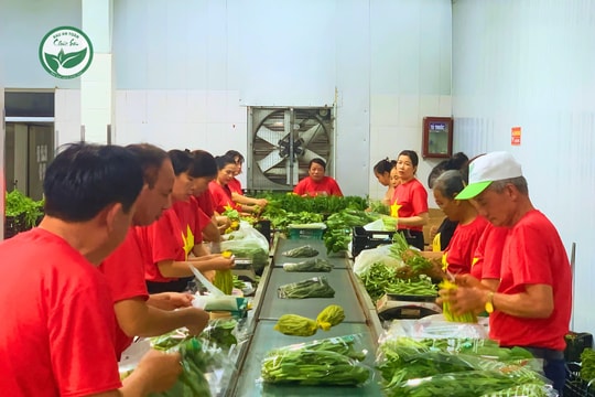 hanh-trinh-lam-nen-thuong-hieu-rau-an-toan-chat-luong-cao