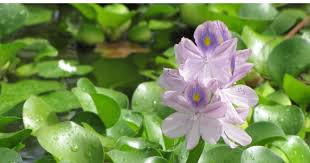 dong-my-phat-trien-kinh-te-xanh-tu-beo-tay