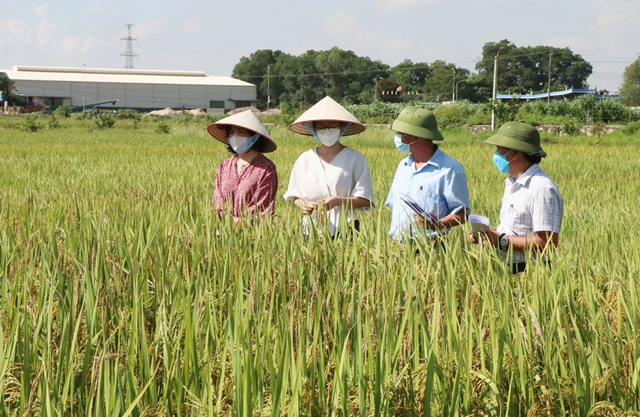 phat-trien-chuoi-nong-san-xuat-khau-chia-khoa-nang-gia-tri-san-pham