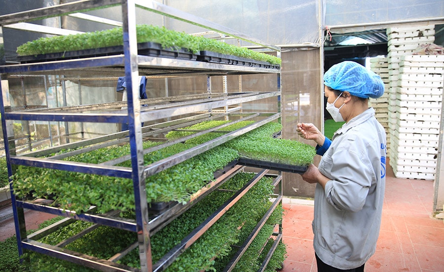 ha-noi-siet-chat-an-toan-thuc-pham-kiem-soat-tu-trang-trai-den-ban-an