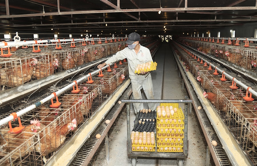 nong-nghiep-ha-noi-bat-nhip-cung-thoi-dai-trong-san-xuat-va-tieu-thu-san-pham