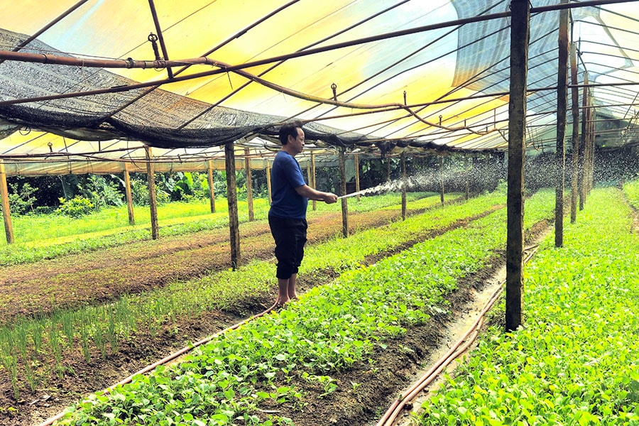 nong-dan-doai-phuong-tich-cuc-chuyen-doi-co-cau-cay-trong-cho-hieu-qua-kinh-te-cao