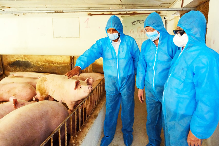 phat-trien-chan-nuoi-an-toan-gan-san-xuat-voi-tieu-thu