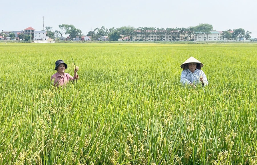 phat-trien-vung-lua-chat-luong-cao-huong-toi-xuat-khau