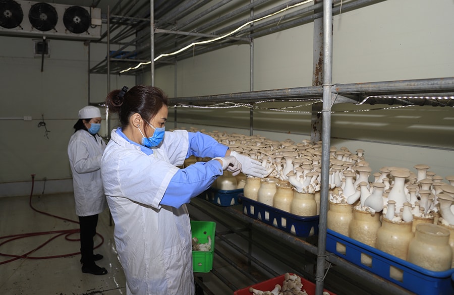 ha-noi-nang-tam-thuong-hieu-nong-san-nho-rau-qua-sach-vietgap