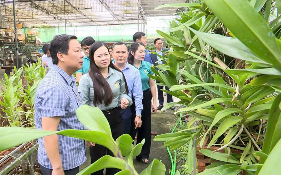 nhieu-mo-hinh-san-xuat-nong-nghiep-hieu-qua-o-an-khanh