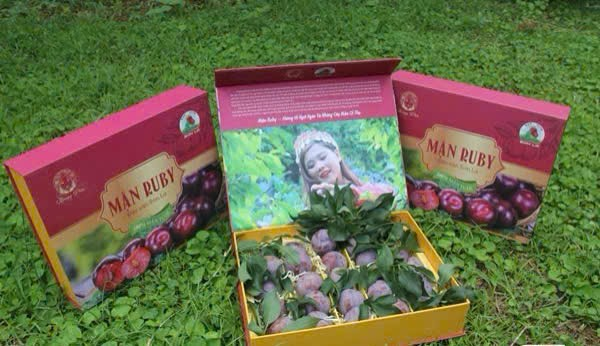 son-la-vung-man-hau-ung-dung-cong-nghe-cao-yen-chau