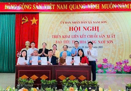 day-manh-lien-ket-xay-dung-chuoi-san-xuat-tra-hoa-vang-nam-son