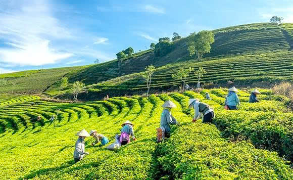 tra-viet-va-khat-vong-nang-tam-quoc-te