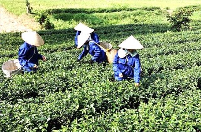 che-xanh-cam-my-chung-tay-xay-dung-thuong-hieu-che-dat-to