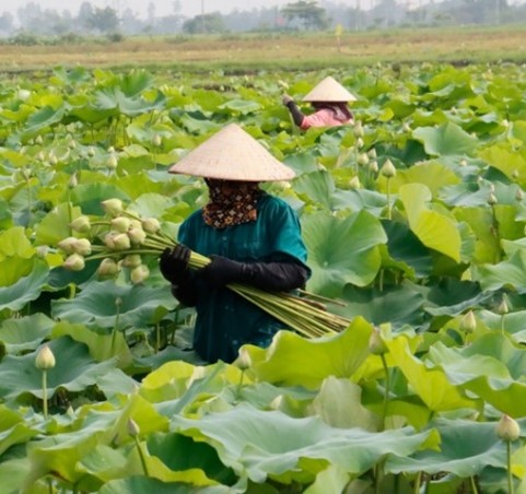 thai-binh-lam-giau-tu-trong-sen