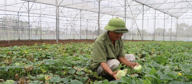 thai-binh-lao-nong-dam-me-dong-ruong