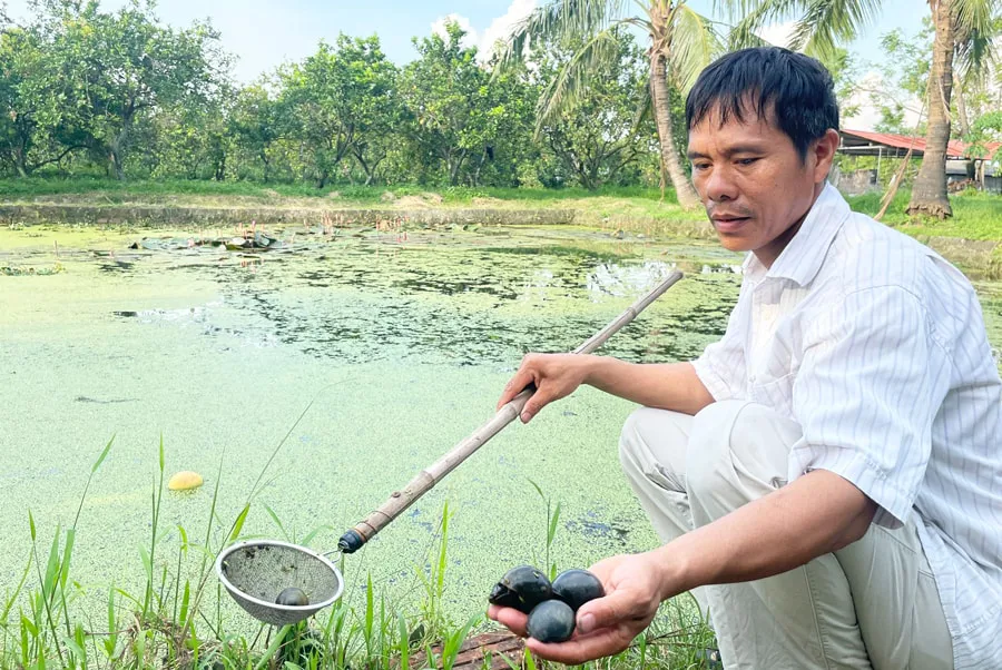 co-hoi-lam-giau-tu-nuoi-oc-nhoi