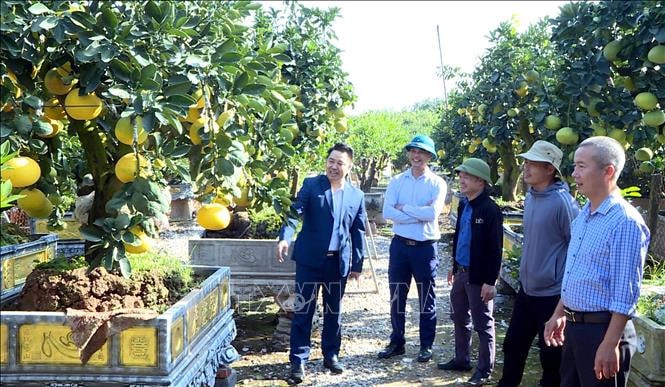 thu-phu-quat-buoi-canh-hung-yen-san-sang-cho-tet