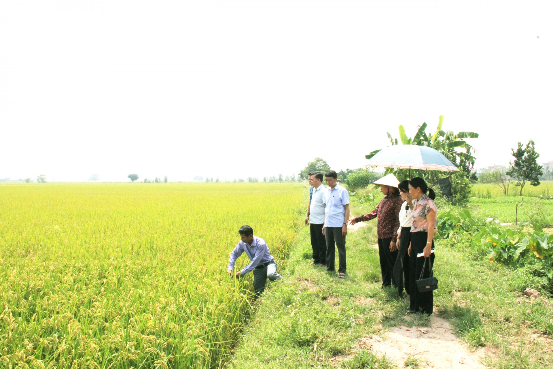 theo-ubnd-xa-quang-bi-ha-noi-den-nay-toan-xa-da-co-14-san-pham-dat-chung-nhan-ocop-duoc-xep-hang-tu-3-den-4-sao-phan-anh-ro-no-luc-cua-dia-phuong-trong-viec-phat-huy-tiem-nang-nong-nghiep-thuc-day-phat-trien-kinh-te-nong-thon-ben-vung