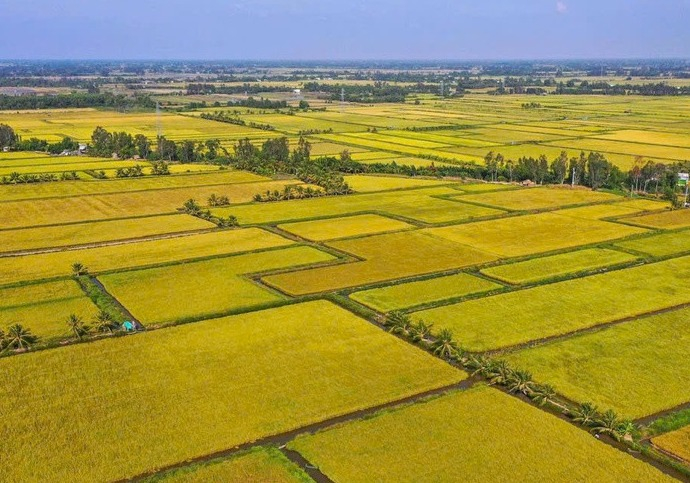gia-gao-viet-nam-dang-cao-nhat-the-gioi-du-doan-con-tang-bat-ngo