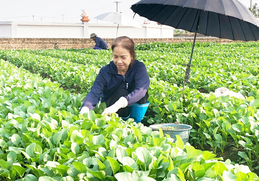 nong-dan-bat-trang-tap-trung-san-xuat-nong-nghiep-an-toan-vietgap