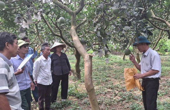 trong-buoi-theo-tieu-chuan-vietgap-nang-cao-nang-suat-chat-luong-san-pham