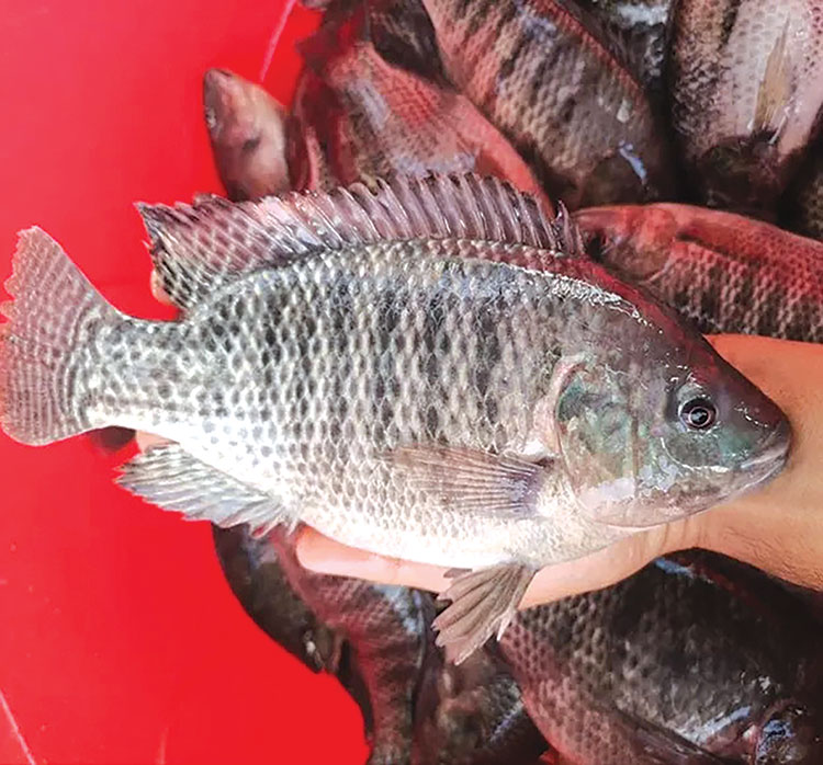 xuat-khau-ca-ro-phi-viet-nam-tang-truong-tich-cuc