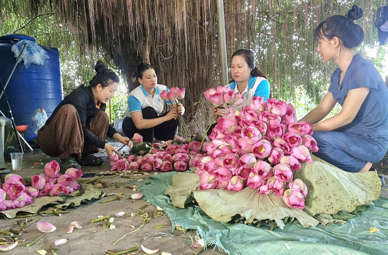 xa-phu-xuyen-ron-rang-mua-thu-hoach-hoa-sen