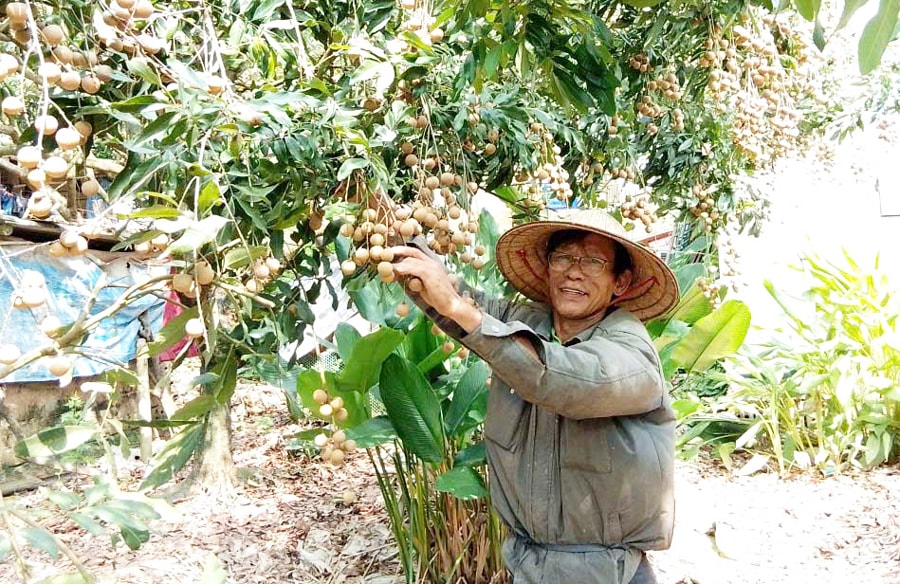 hieu-qua-kinh-te-tu-mo-hinh-hop-tac-xa-cay-an-qua-o-du-xa-thuong