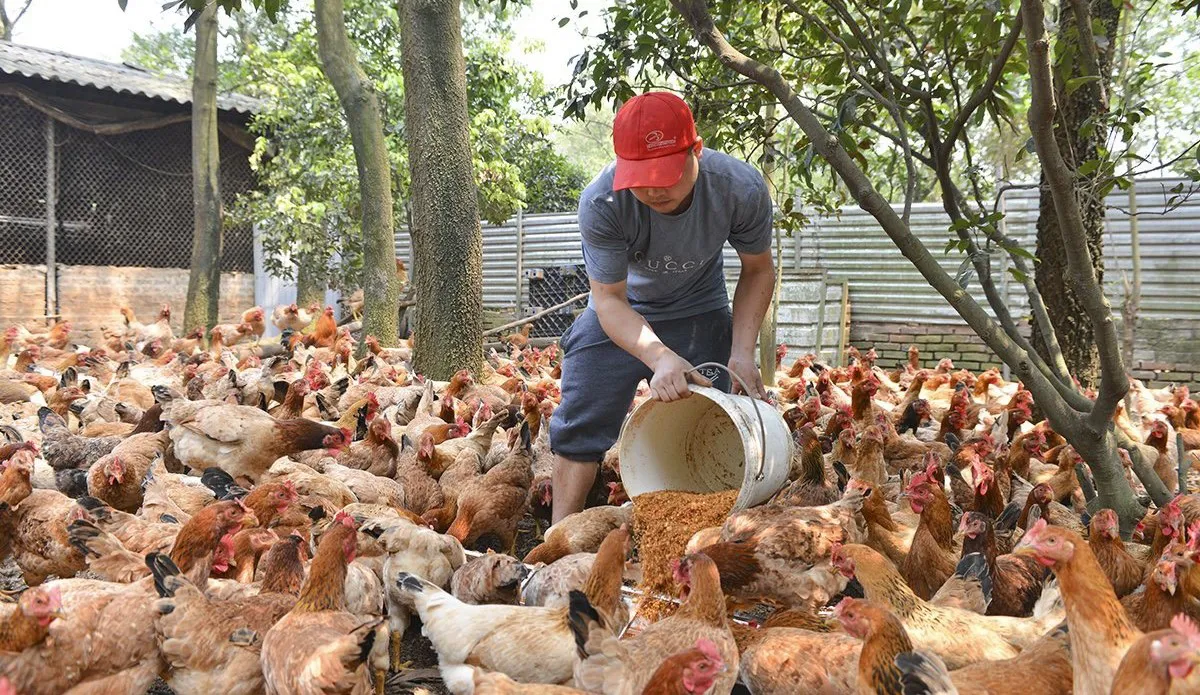 phat-trien-nong-nghiep-ha-noi-theo-huong-da-gia-tri