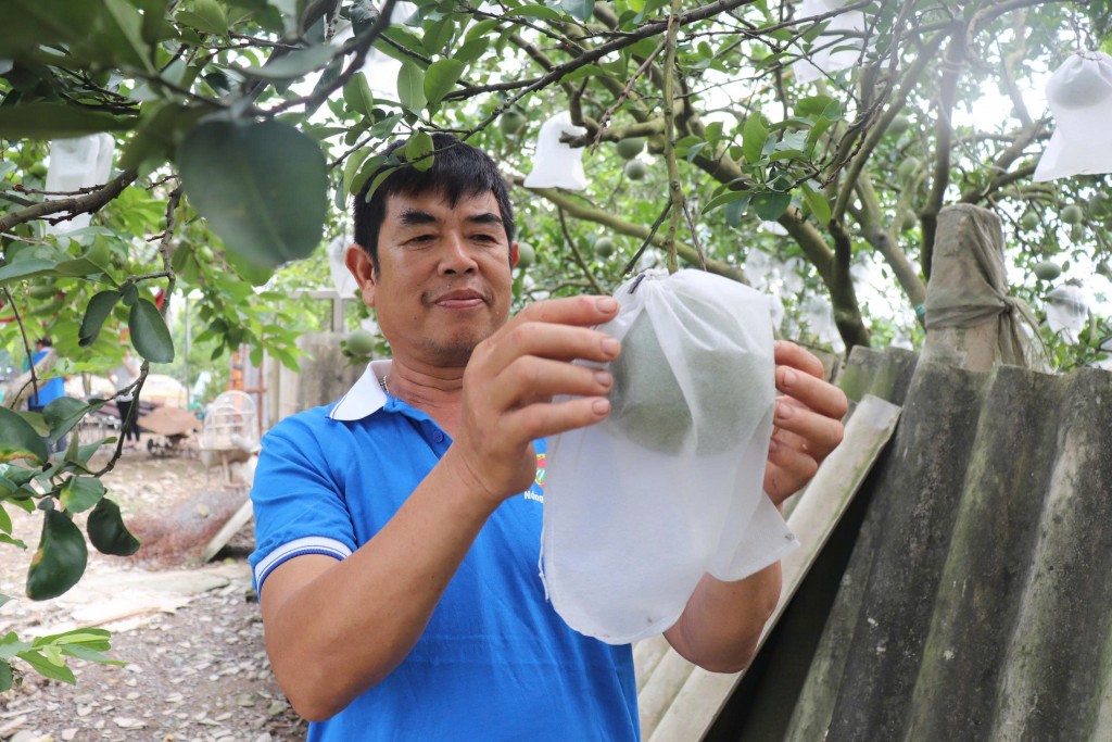 mo-rong-vung-san-xuat-nang-cao-hieu-qua-kinh-te-tu-cay-an-qua-dac-san