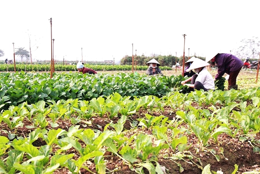 giai-bai-toan-tieu-thu-nong-san-vao-vu-thu-hoach