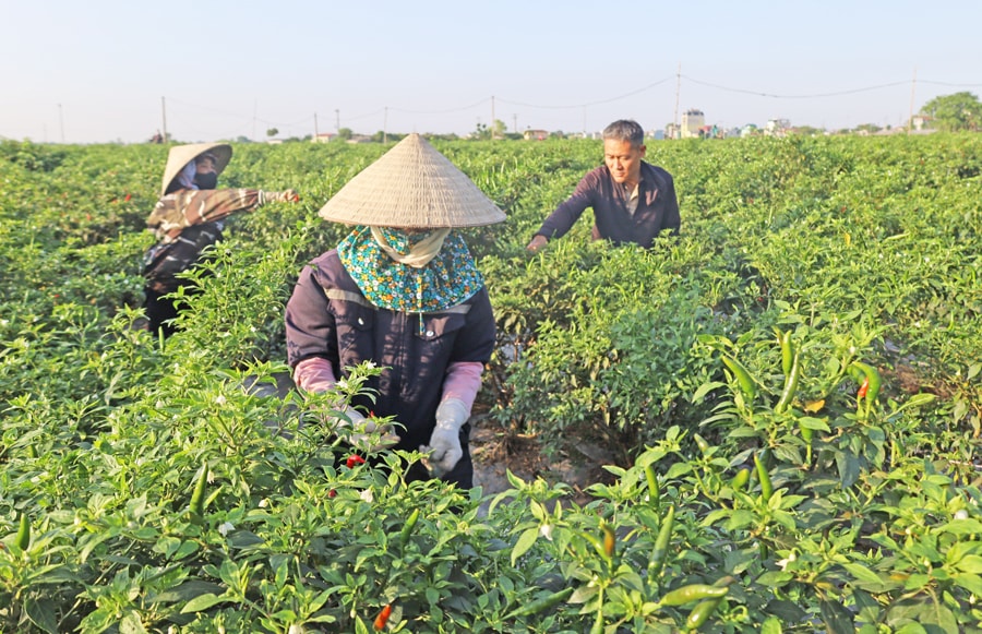phuc-son-xay-dung-xa-nong-thon-moi-nang-cao