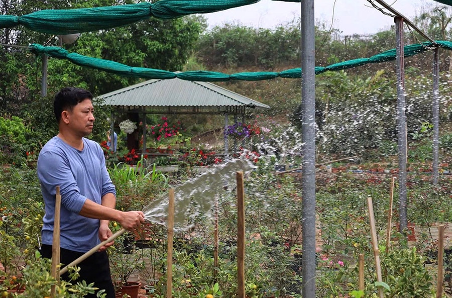 yen-bai-phat-trien-cay-xanh-cay-cong-trinh