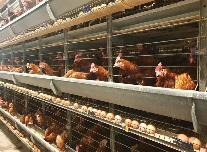 sua-mi-goi-trung-ga-cua-viet-nam-tang-toc-tham-nhap-thi-truong-campuchia