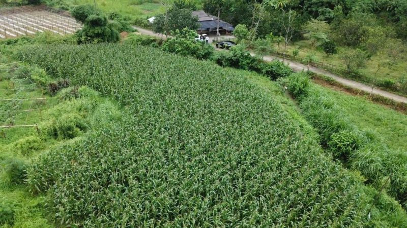 6-thang-dau-nam-2025-san-xuat-nong-nghiep-duy-tri-muc-tang-truong