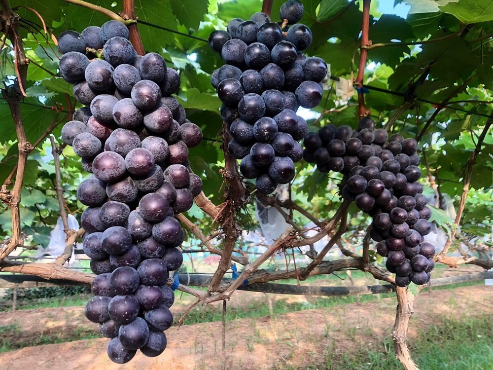 hdnd-thanh-pho-thong-qua-nghi-quyet-quy-dinh-chi-tiet-chinh-sach-ho-tro-san-xuat-nong-nghiep