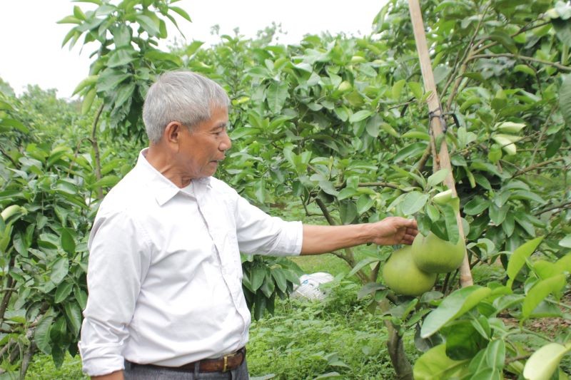 lao-nong-chi-dien-bien-vung-dat-hoang-thanh-vua-buoi-dien-huu-co-cho-hieu-qua-kinh-te-cao