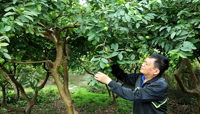 phat-trien-vung-cay-an-qua-chat-luong-cao-tai-ha-noi-tap-trung-ho-tro-nguoi-trong