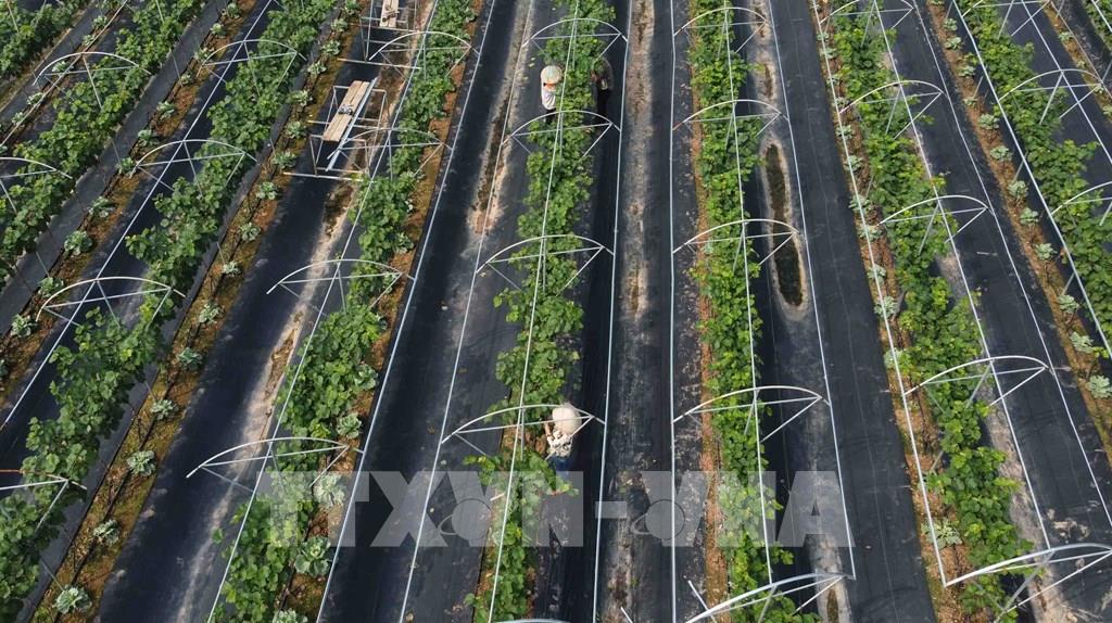 Các mô hình nông nghiệp công nghệ cao tại Việt Nam  VnExpress Kinh doanh